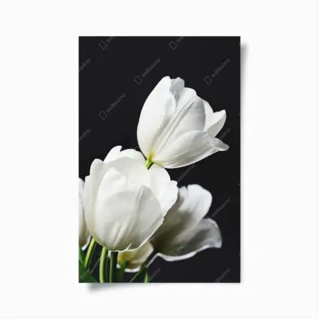 Póster elegancia de tulipanes blancos sobre fondo oscuro – Pixers®