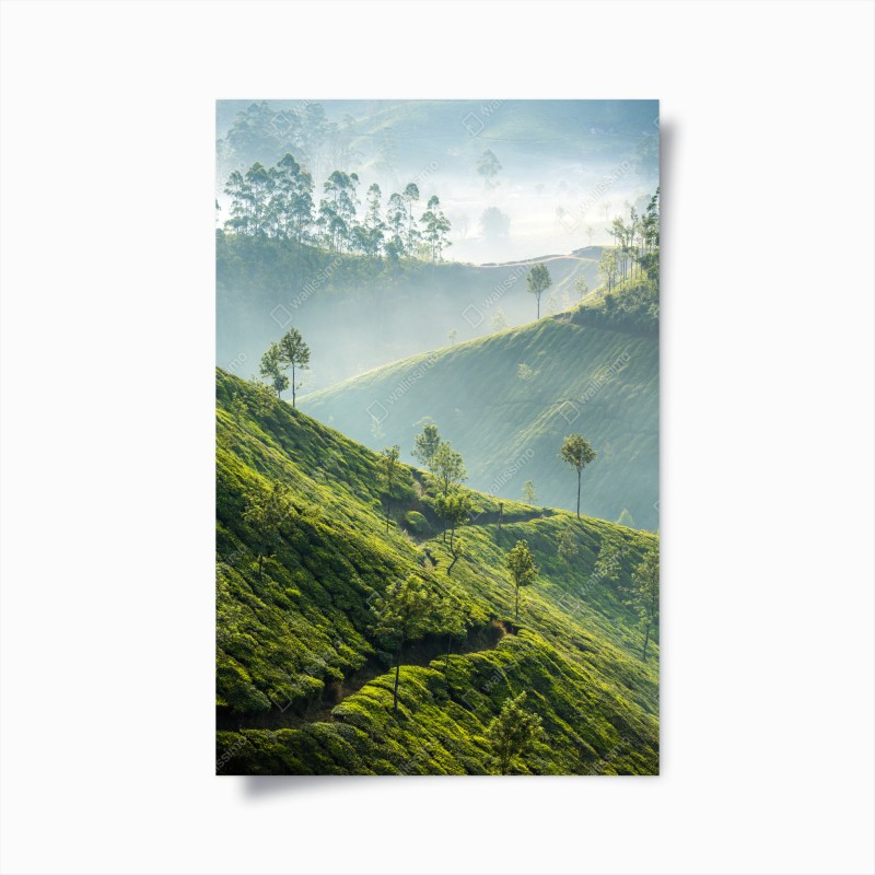 Póster amanecer en las plantaciones de té de Munnar