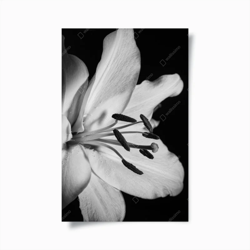 Póster lirio en primer plano blanco y negro