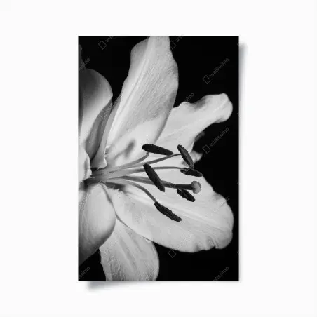 Póster lirio en primer plano blanco y negro – Pixers®