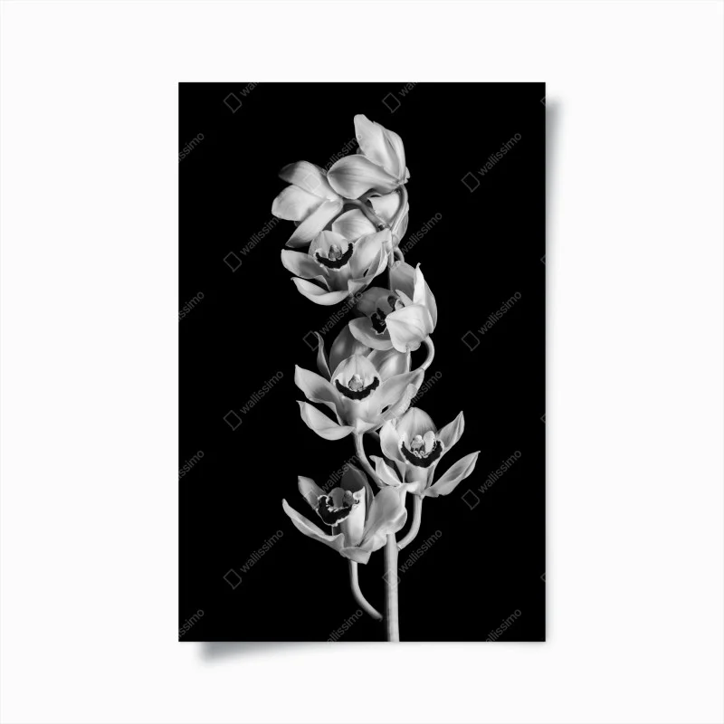 Póster ramillete de orquídeas en blanco y negro – Pixers®