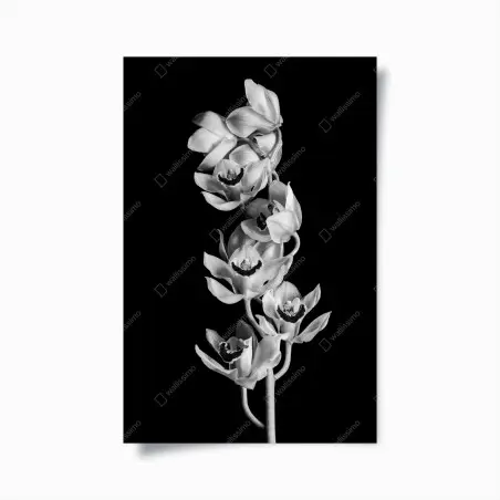 Póster ramillete de orquídeas en blanco y negro – Pixers®