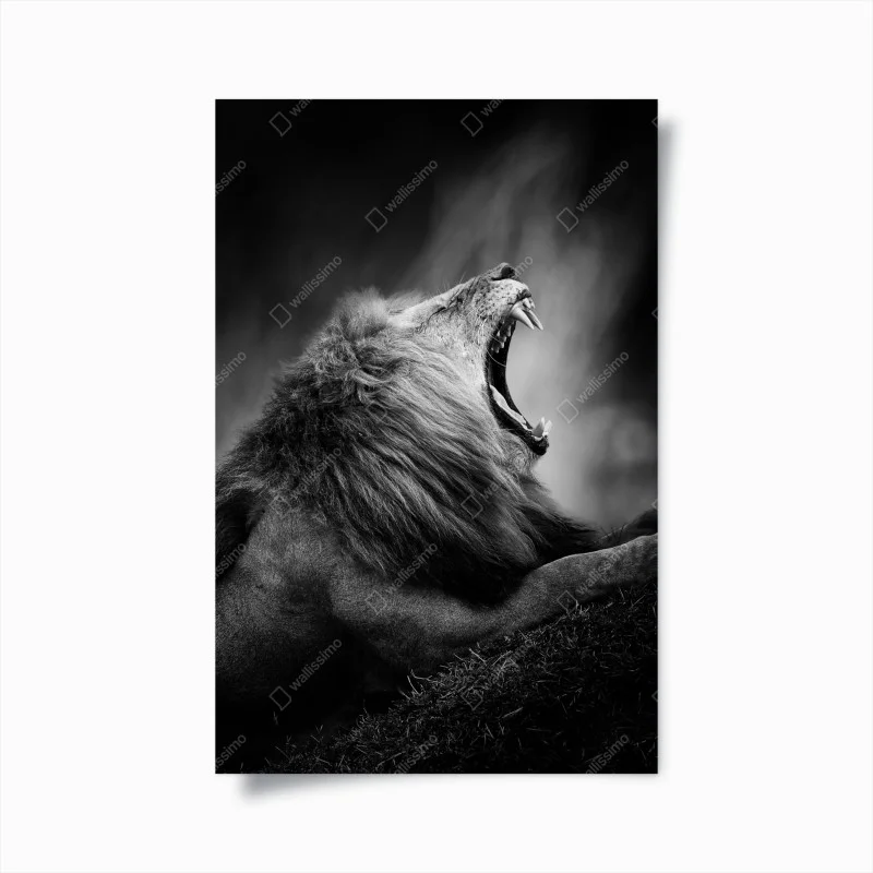 Póster rugido majestuoso en blanco y negro
