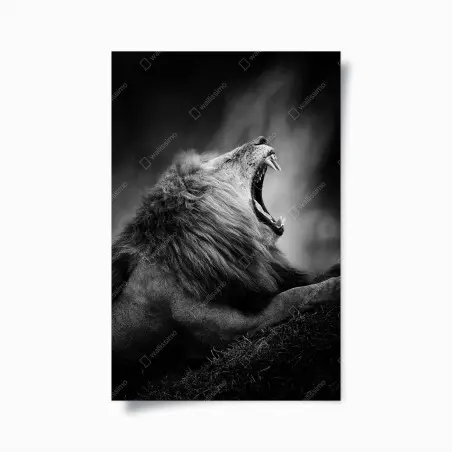 Póster rugido majestuoso en blanco y negro – Pixers®