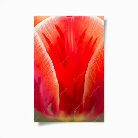 Póster tulipán rojo en primer plano – Pixers®