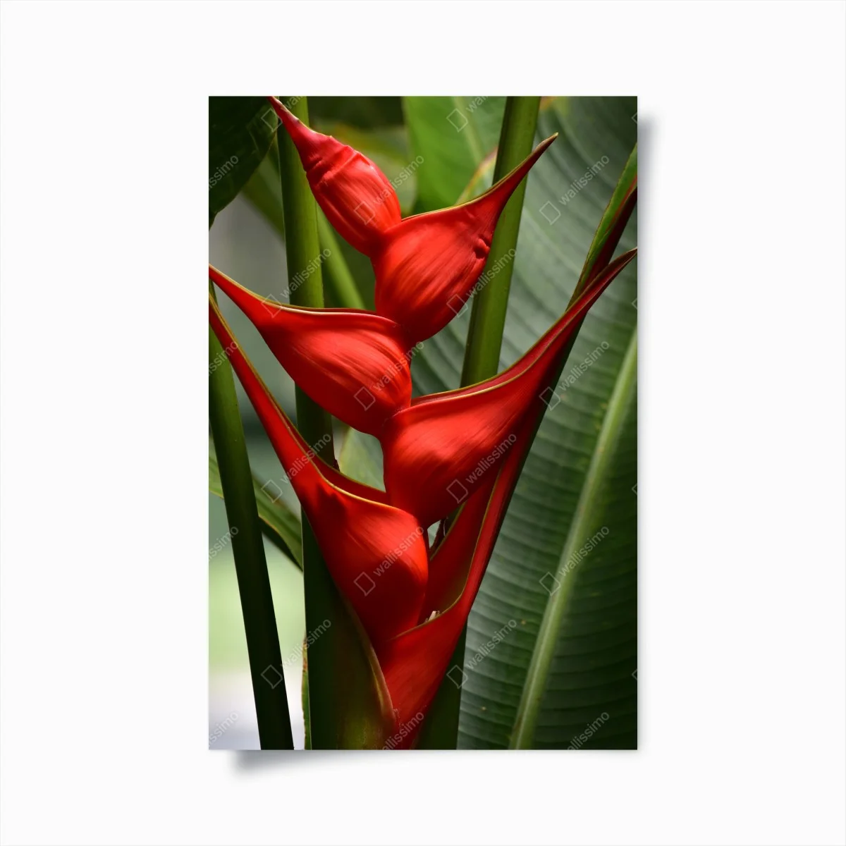 Póster heliconia roja en primer plano – Pixers® Póster heliconia roja en primer plano – Pixers®