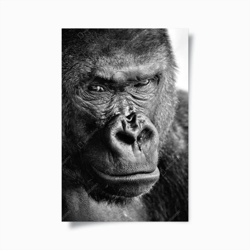 Póster retrato íntimo de gorila en blanco y negro