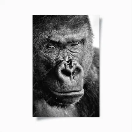 Póster retrato íntimo de gorila en blanco y negro – Pixers®