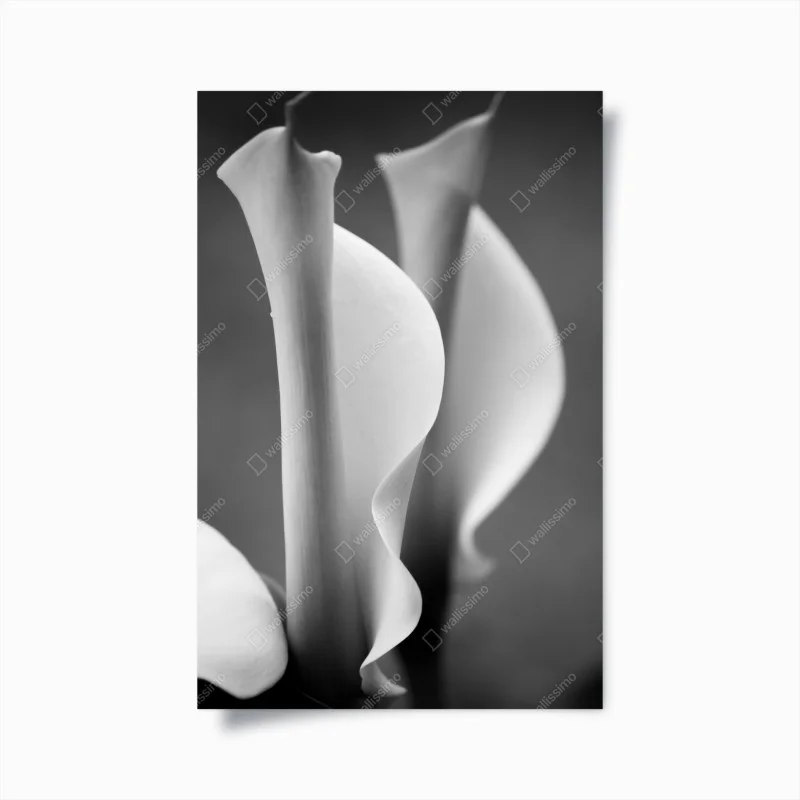Póster calas minimalistas en blanco y negro