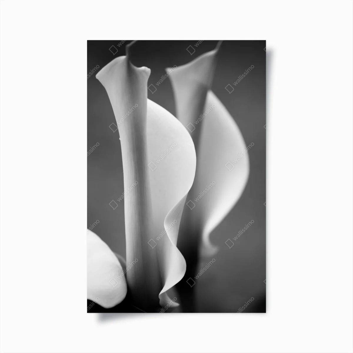 Póster calas minimalistas en blanco y negro – Pixers® Póster calas minimalistas en blanco y negro – Pixers®