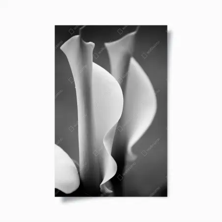Póster calas minimalistas en blanco y negro – Pixers®