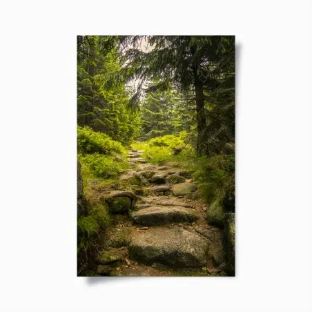 Póster sendero rocoso entre pinos – Pixers®