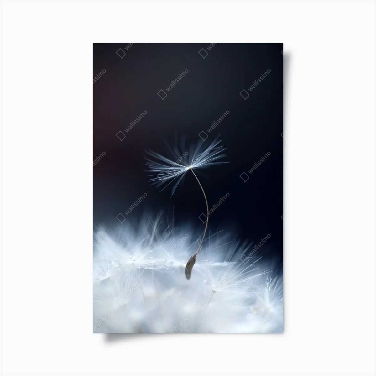 Póster susurro etéreo de diente de león – Pixers® Póster susurro etéreo de diente de león – Pixers®