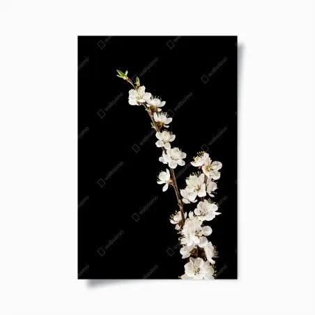 Póster rama de flor de albaricoque sobre fondo negro – Pixers®