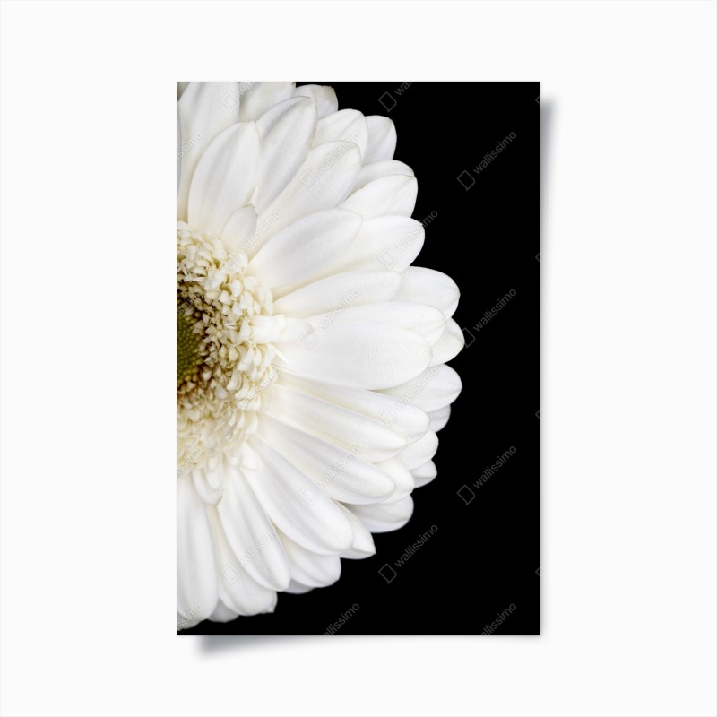 Póster gerbera blanca en fondo negro minimalista
