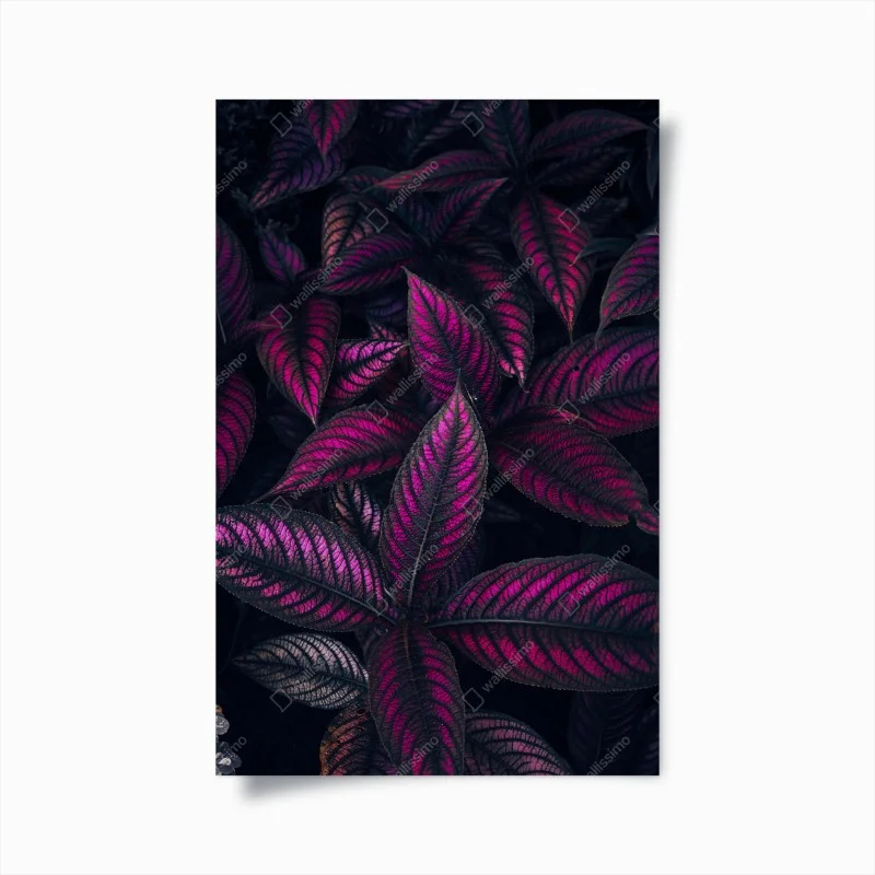 Póster hojas en tonos magenta y morado