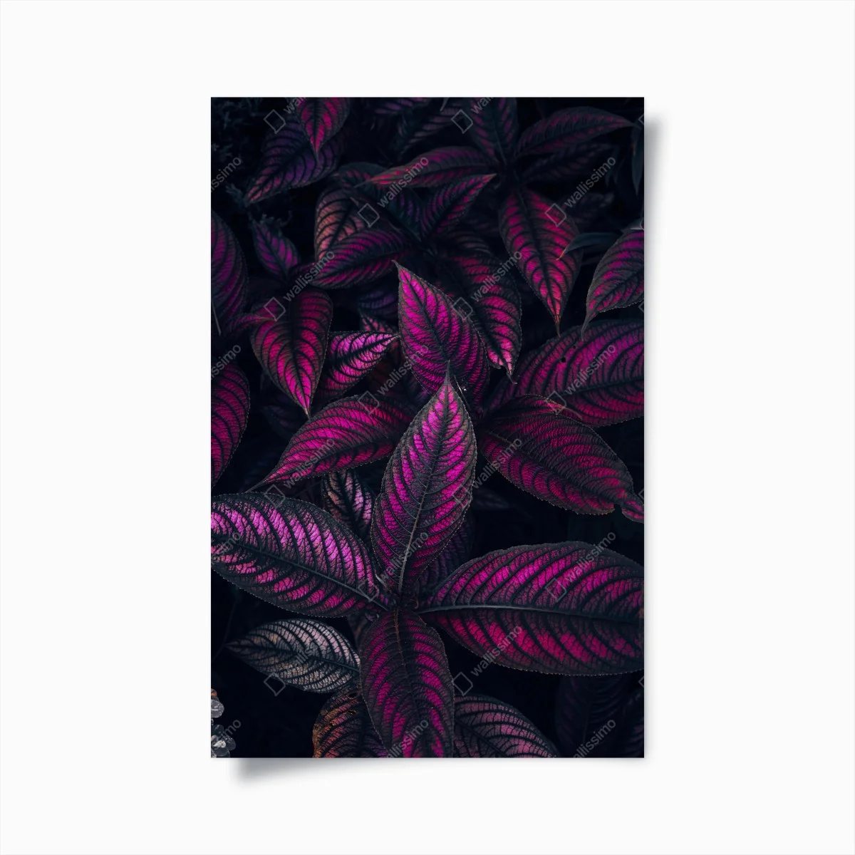 Póster hojas en tonos magenta y morado – Pixers® Póster hojas en tonos magenta y morado – Pixers®