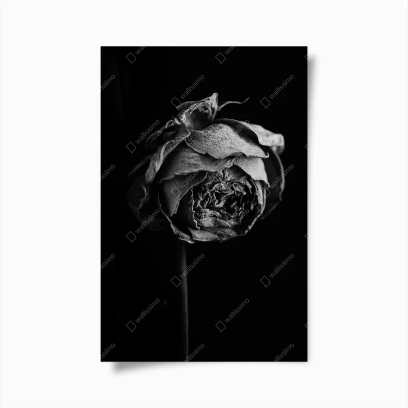 Póster rosa marchita en blanco y negro