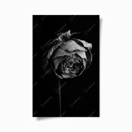 Póster rosa marchita en blanco y negro – Pixers®