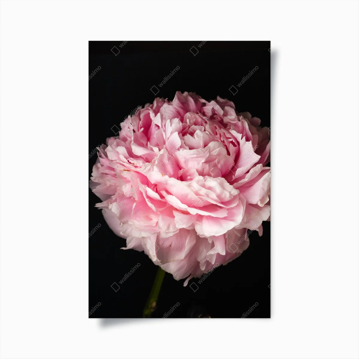 Póster peonía rosa exuberante sobre fondo negro – Pixers® Póster peonía rosa exuberante sobre fondo negro – Pixers®