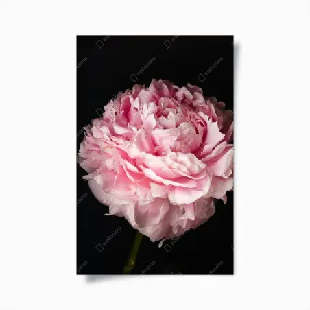 Póster peonía rosa exuberante sobre fondo negro – Pixers®