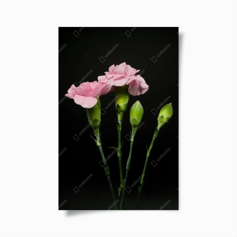 Póster claveles rosas sobre fondo negro