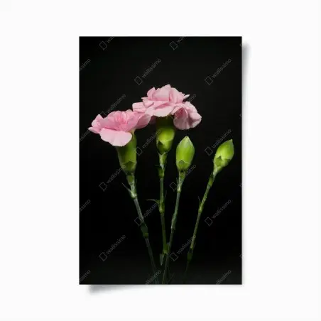 Póster claveles rosas sobre fondo negro – Pixers®