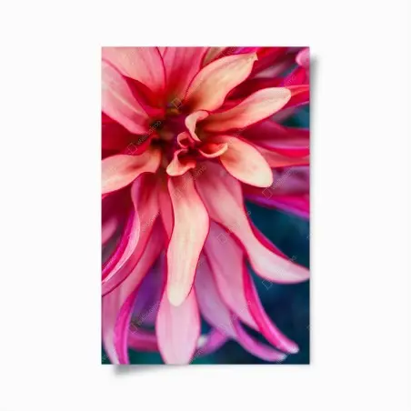 Póster flor abstracta en tonos rosa y coral – Pixers®