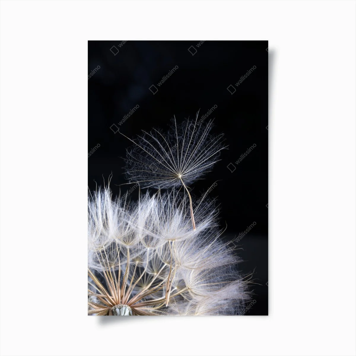 Póster semilla de diente de león sobre fondo negro – Pixers® Póster semilla de diente de león sobre fondo negro – Pixers®