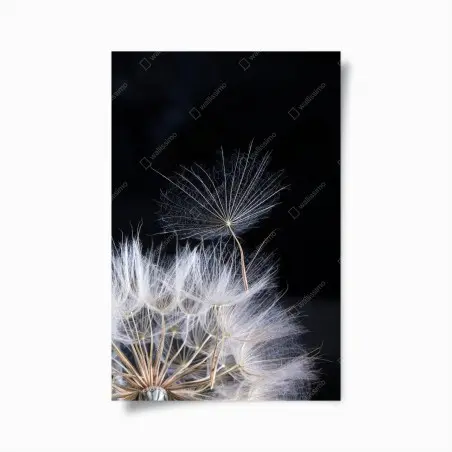 Póster semilla de diente de león sobre fondo negro – Pixers®