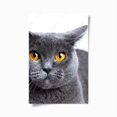 Póster gato gris de mirada dorada – Pixers®