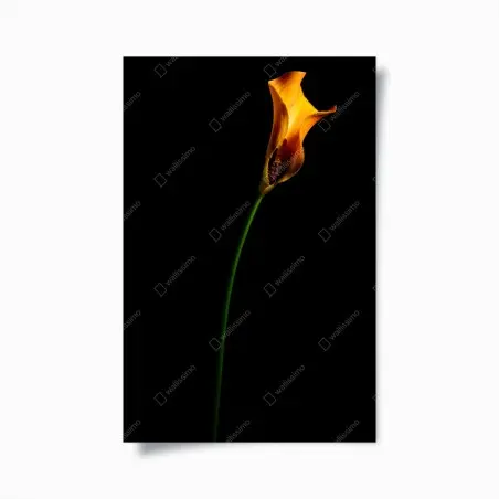 Póster elegancia de cala naranja sobre fondo negro – Pixers®