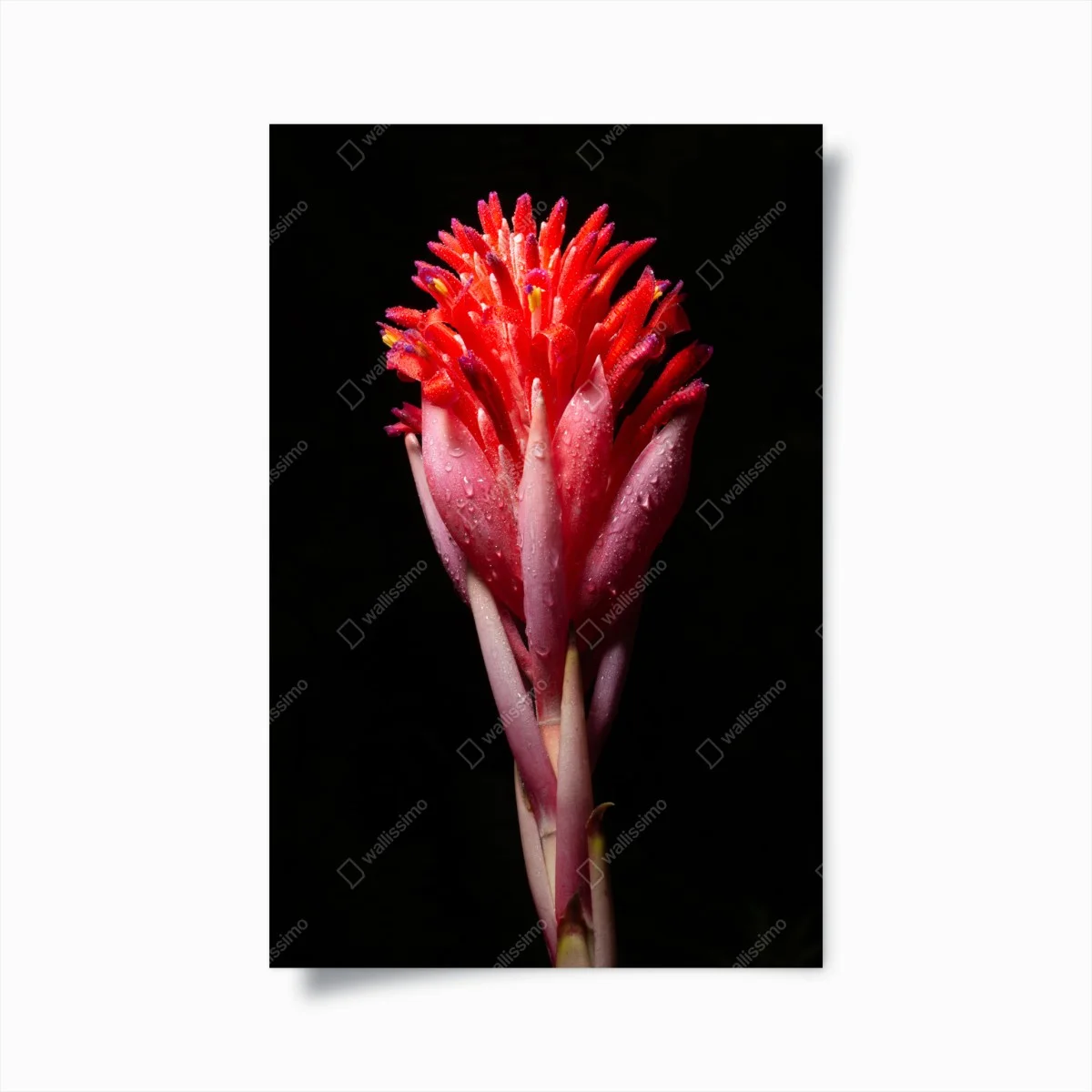 Póster flor tropical en primer plano sobre fondo negro – Pixers® Póster flor tropical en primer plano sobre fondo negro – Pixers®
