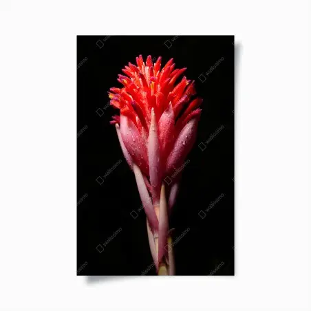Póster flor tropical en primer plano sobre fondo negro – Pixers®