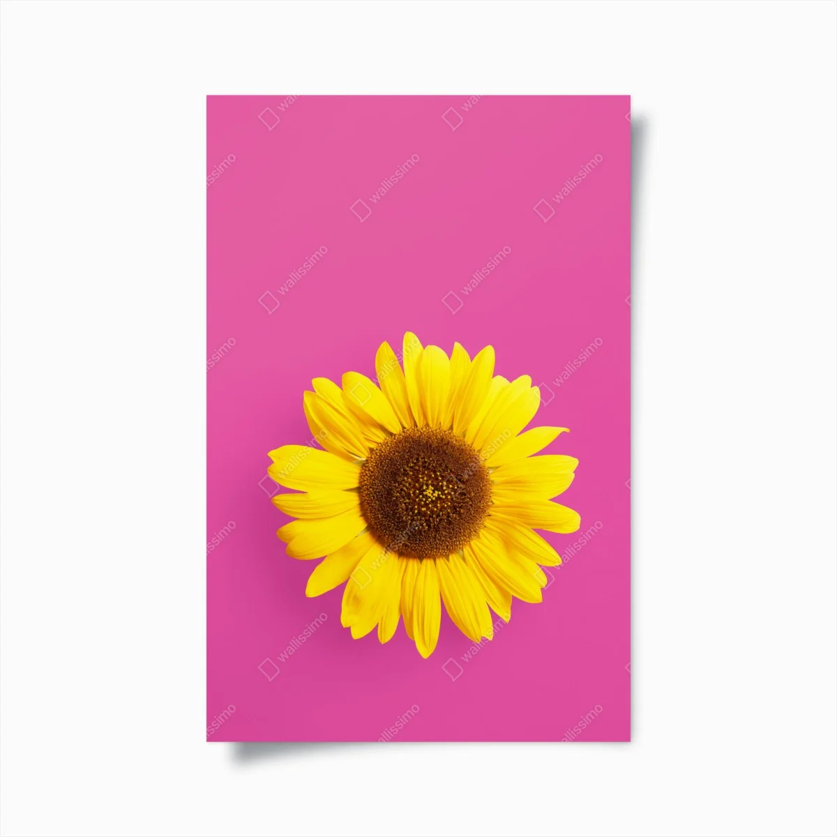 Póster girasol vibrante sobre fondo rosa – Pixers® Póster girasol vibrante sobre fondo rosa – Pixers®