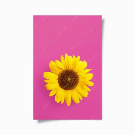 Póster girasol vibrante sobre fondo rosa – Pixers®