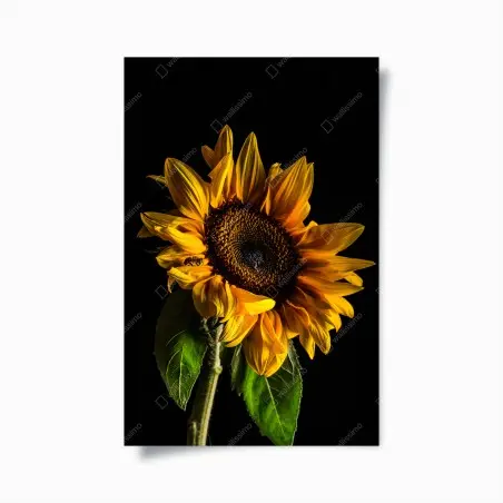 Póster girasol dorado en contraste sobre fondo negro – Pixers®