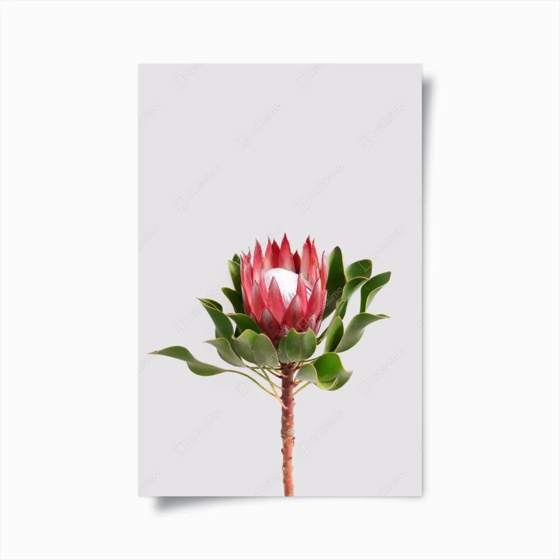 Póster protea real sobre fondo minimalista