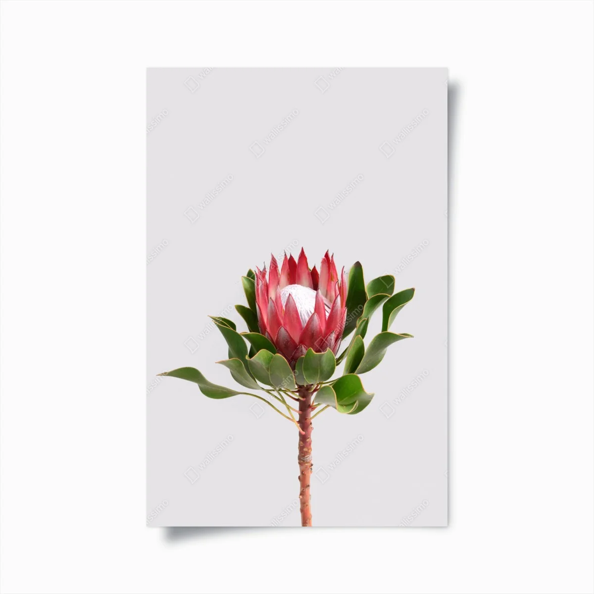 Póster protea real sobre fondo minimalista – Pixers® Póster protea real sobre fondo minimalista – Pixers®