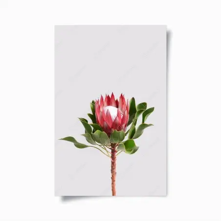 Póster protea real sobre fondo minimalista – Pixers®