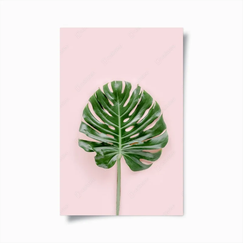 Póster hoja de monstera sobre fondo rosa