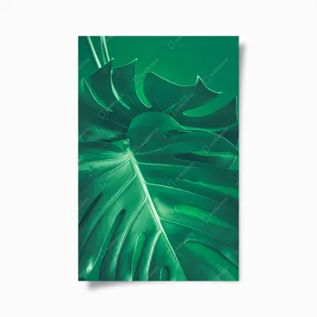 Póster hoja de monstera en primer plano sobre fondo verde – Pixers®