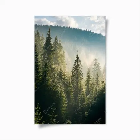 Póster bosque de abetos en la niebla matutina – Pixers®