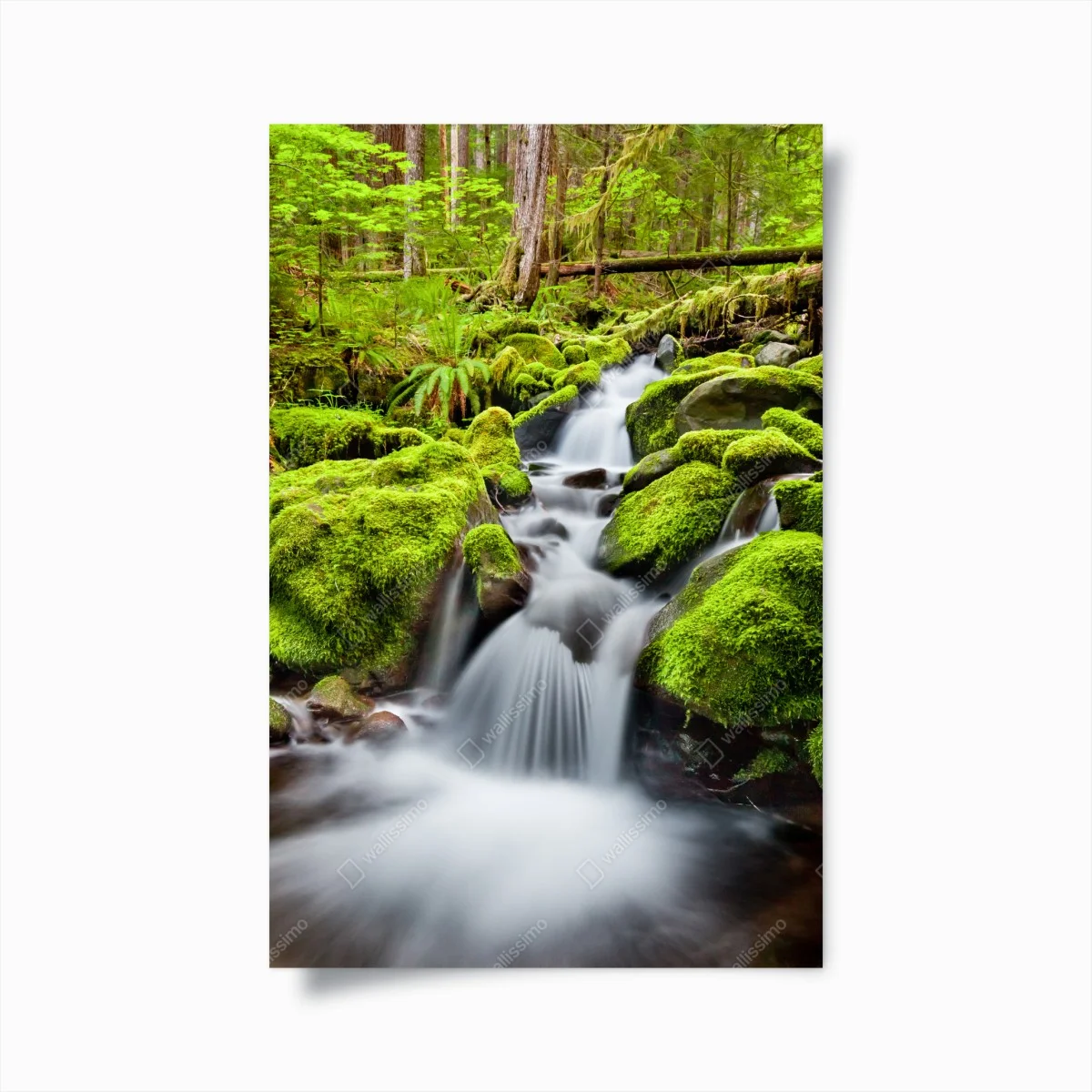 Póster serenidad del arroyo en Sol Duc – Pixers® Póster serenidad del arroyo en Sol Duc – Pixers®