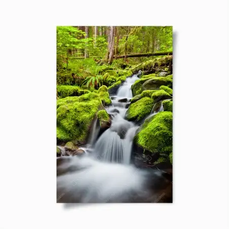 Póster serenidad del arroyo en Sol Duc – Pixers®