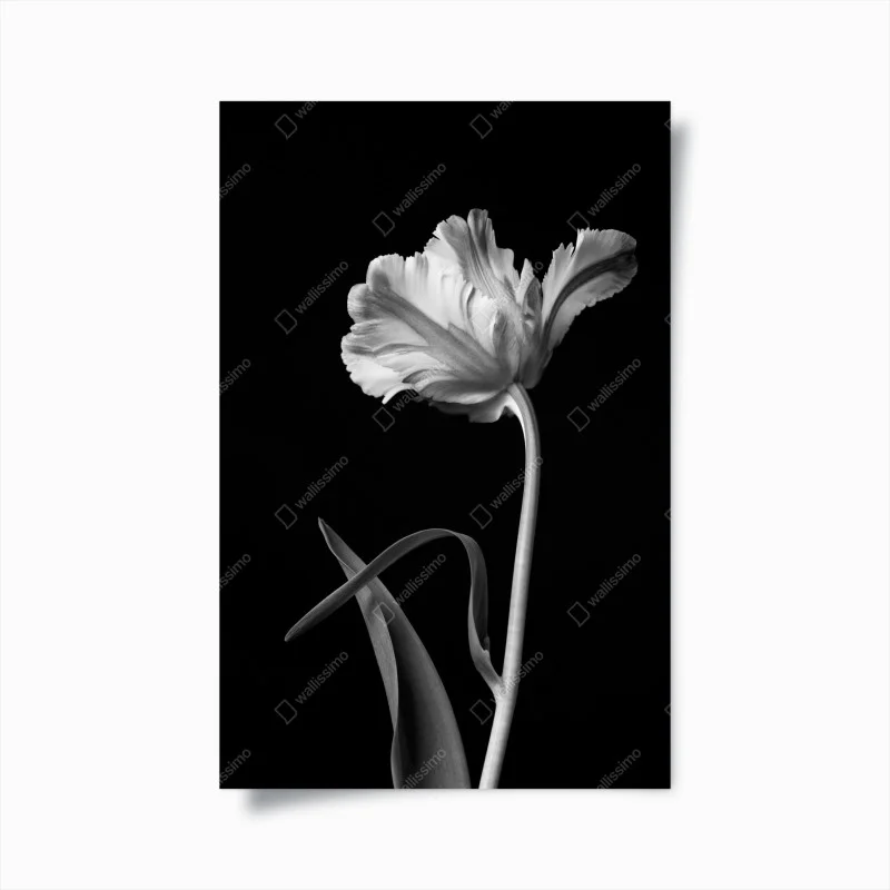 Póster tulipán en blanco y negro, elegancia escultural