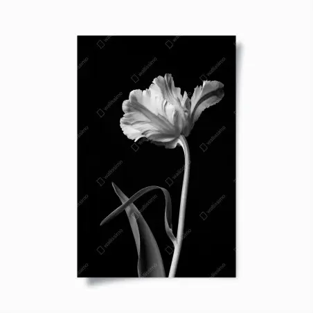 Póster tulipán en blanco y negro, elegancia escultural – Pixers®