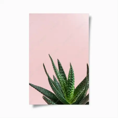 Póster aloe minimalista sobre fondo rosa – Pixers®