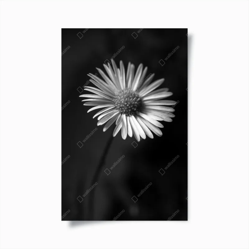 Póster margarita en blanco y negro: elegancia natural