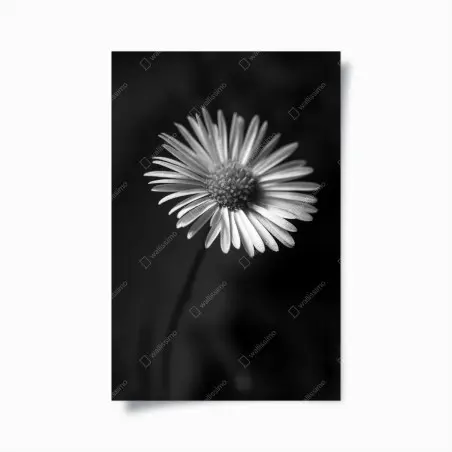 Póster margarita en blanco y negro: elegancia natural – Pixers®
